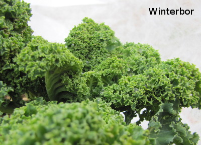 Winterbor kale