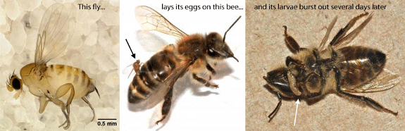 Parasitic fly on honeybee