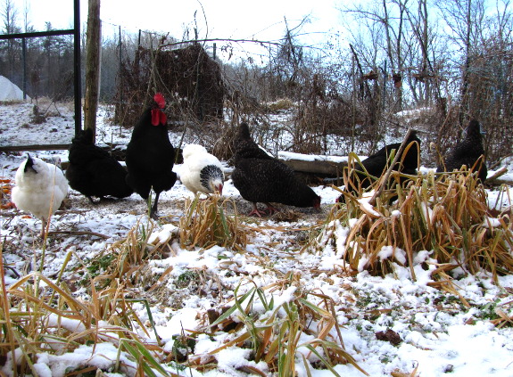 Black and white chickens