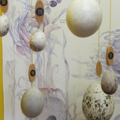 Egg display