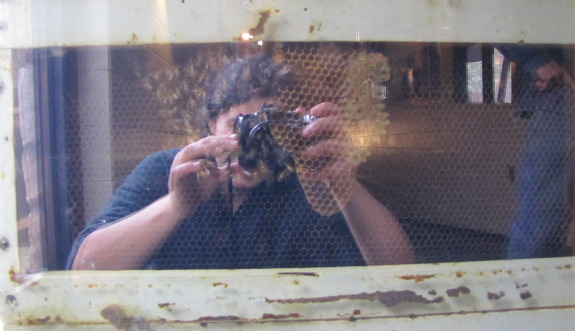 Photographing observation hive