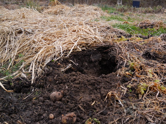 Damage to a raised bed in the garden