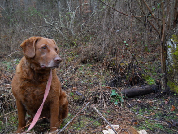 Lucy next to a fallen walnut tree