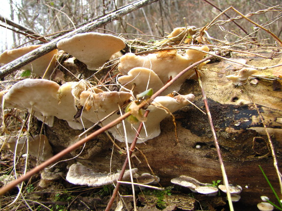 Box-elder log with mushrooms