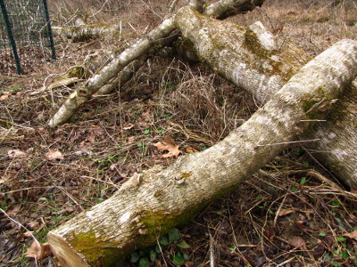 Leaning logs