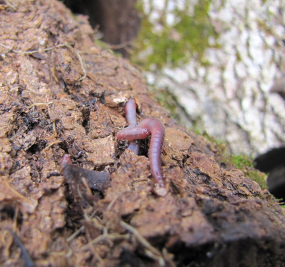 Worms in wood