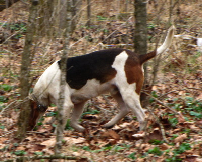 coonhound hunting