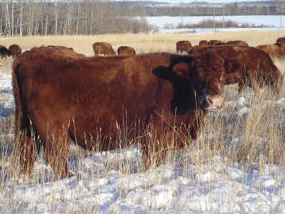 Grazing in the snow