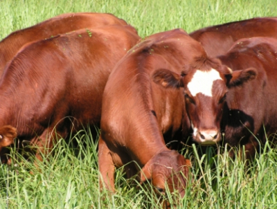 Grazing tall grass