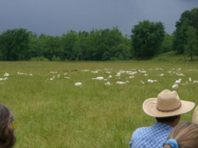 Mob grazing