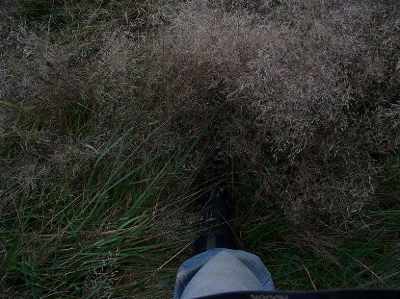 Stockpiled grass