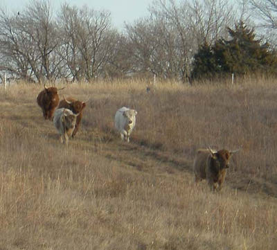 Stockpiled pasture