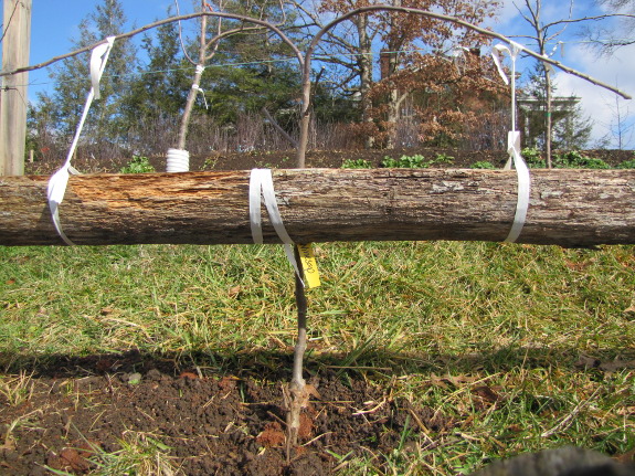 Training a young apple espalier