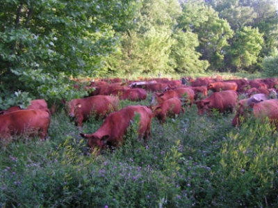 Weedy pasture