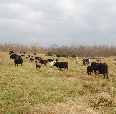 Winter pasture