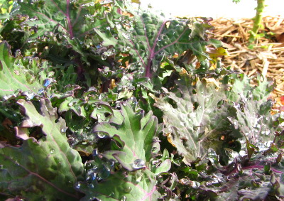 Purple kale