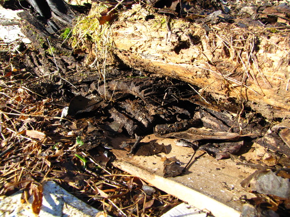 Bark kill mulch