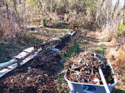 Blueberry patch in winter