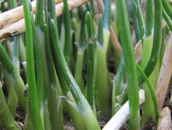 Chive sprouts