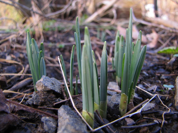 Daffodil sprouts
