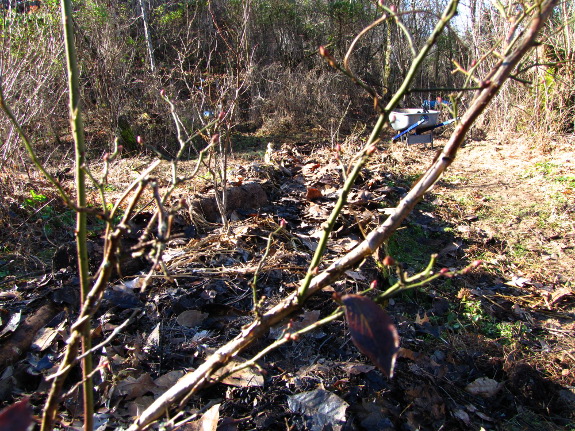 Deep bedding in the garden