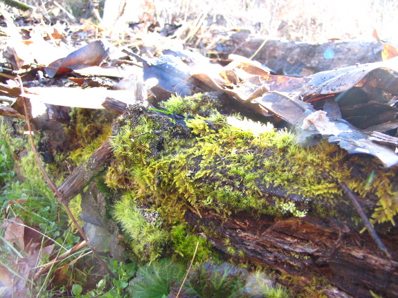 Log-edged bed