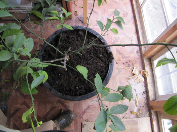 Pruned lemon tree