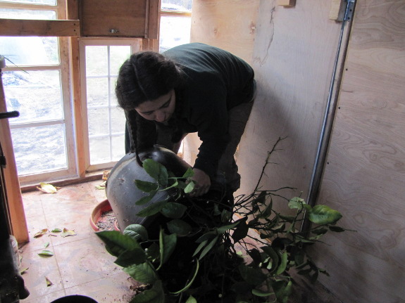 Tipping the lemon out of the pot