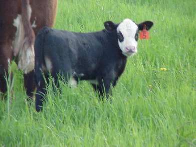 Calf on pasture