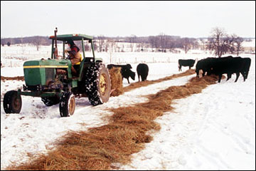 Feeding hay