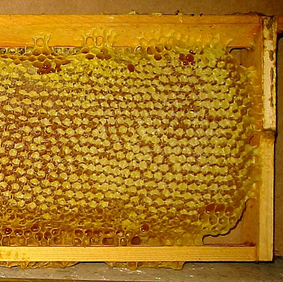 Frame of honey