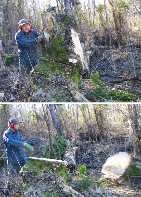 cutting down very large stump