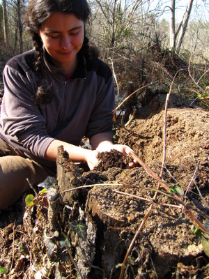 Stump dirt