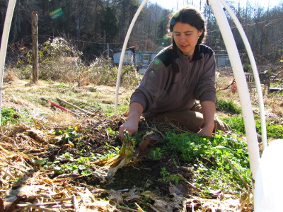 Winter weeding