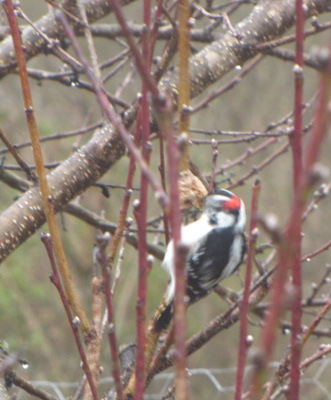 Downy woodpecker eating praying mantis egg case