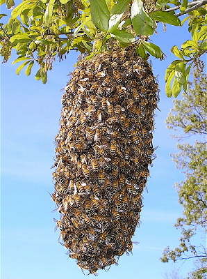 Bee swarm