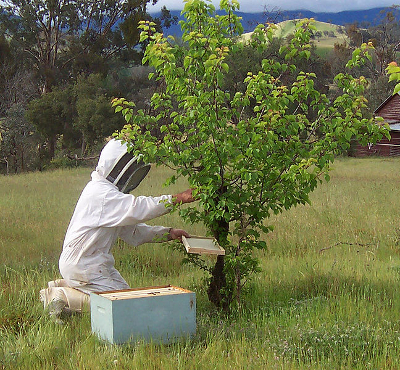 Catching a swarm