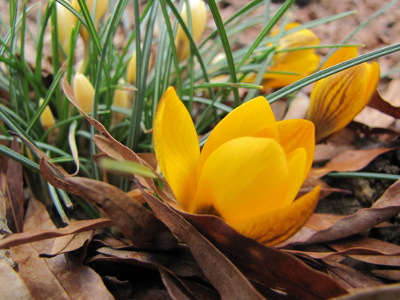 Yellow crocuses