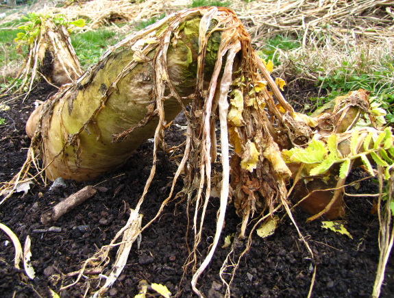 Dead oilseed radish