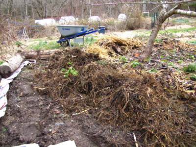 Expanding a tree's raised bed mound