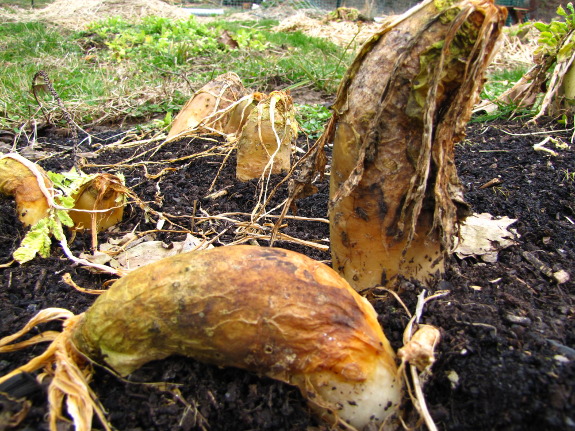 Rotting oilseed radishes