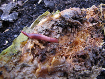 Worm in radish