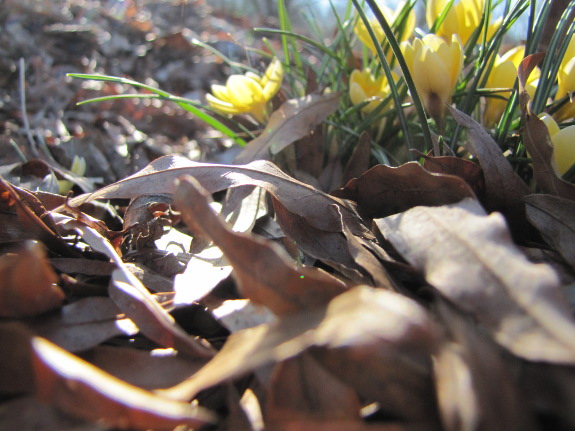 Crocuses in leaf mulch