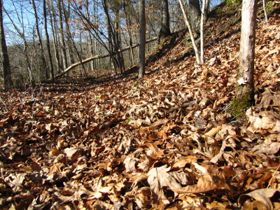 Leaves gather in dips