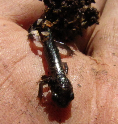 Tiny salamander