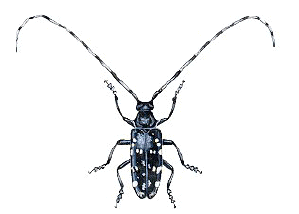 Asian longhorned beetle