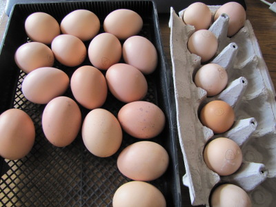 Choosing hatching eggs