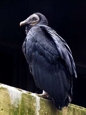 Black Vulture