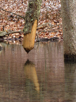 Suspended beaver log