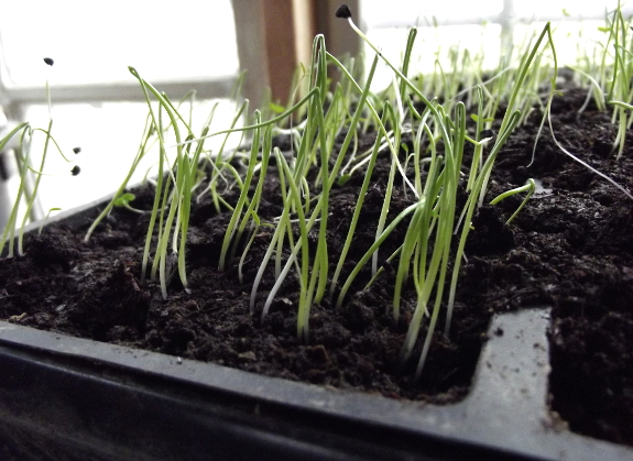 Onion seedlings